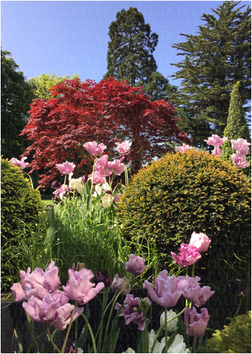 Regent's Garden